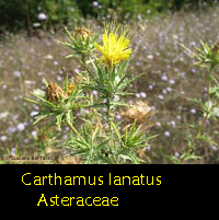 Carthamus lanatus lo Zafferanone selvatico