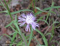 fiore di Fiordaliso stoppione - Centaurea jacea