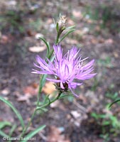 Centaurea jacea