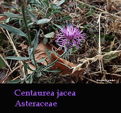 Fiordaliso stoppione - Centaurea jacea