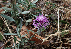 fiore di Fiordaliso stoppione - Centaurea jacea