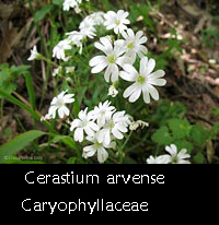 Cerastium arvense