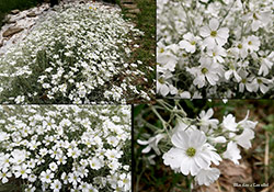 Cerastium tomentosum