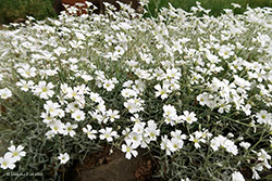 Cerastium tomentosum