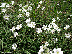 Cerastium 