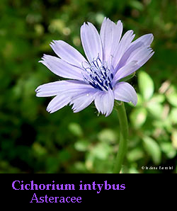 Cichorium intybus