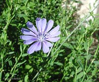 Cichorium intybus