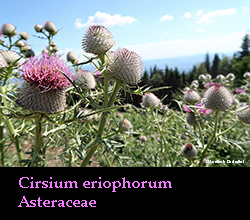 Cirsium eriophorum