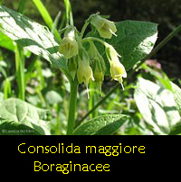 Consolida maggiore