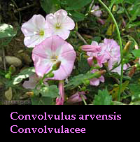 Convolvulus arvensis