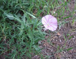 Convolvulus cantabrica Convolvulus cantabrica