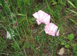 Convolvulus cantabrica