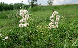 Conyza canadensis / Erigeron canadensis