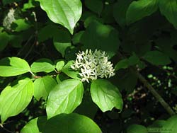 Cornus sanguinea