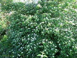 Cornus sanguinea