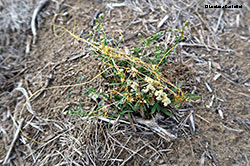 Cuscuta europaea