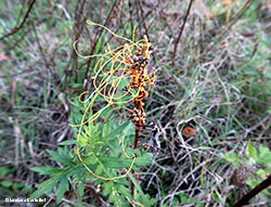 Cuscuta europaea Cuscuta europaea