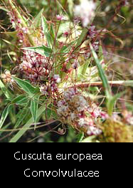 Cuscuta europaea