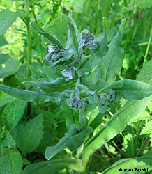 Cynoglossum creticum