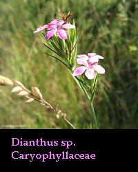 Dianthus sp.