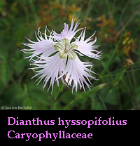 Dianthus hyssopifolius