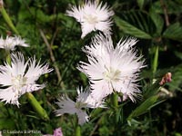Dianthus hyssopifolius