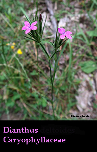 Dianthus deltoides 