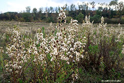 Dittrichia viscosa in ottobre