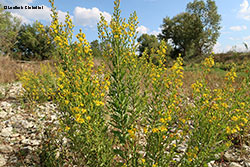 Dittrichia viscosa in fiore a settembre