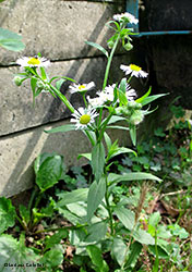 Erigeron annuus