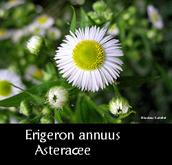 Erigeron annuus