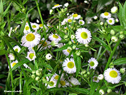 Erigeron annuus