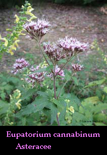 Eupatorium cannabinum