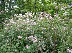 Pianta di Eupatorium cannabinum, la canapa acquatica