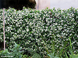 Siepe di Trachelospermum jasminoides il falso gelsomino