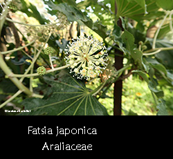 Fatsia japonica - pianta con fiori 