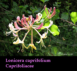 Caprifoglio - Lonicera caprifolium