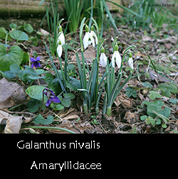 Galanthus nivalis