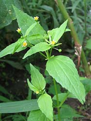 Galinsoga parviflora