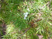 Juniperus communis