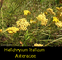 fiori gialli Elicrisio - Helichrysum italicum