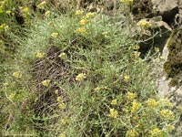 Helichrysum italicum