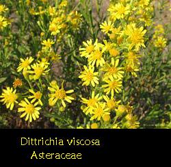 Dittrichia viscosa - Inula viscosa