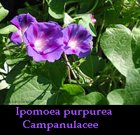 Ipomoea purpurea