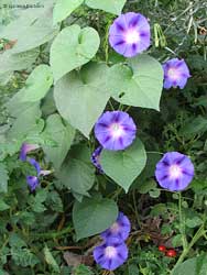 Convolvolo blu Ipomoea purpurea Convolvolo blu Ipomoea purpurea