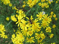 Senecio di San Giacomo