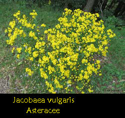 Jacobaea vulgaris - Senecio jacobaea