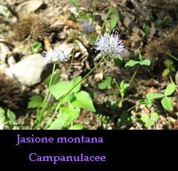 Jasione montana