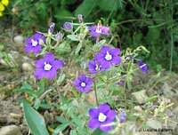 Legousia speculum-veneris