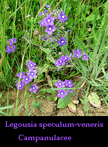 Specularia - Legousia speculum-veneris